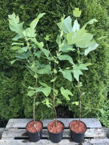 Tulipanowiec amerykański (Liriodendron) sadzonka zdjęcie sadzonki